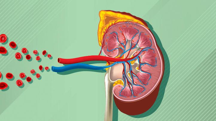 Eight (8) Amazing Ways to Keep Your Kidneys Healthy